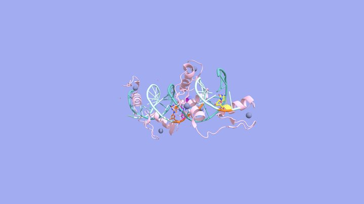 CTCF-DNA interactions (CCCTC-binding factor) 3D Model