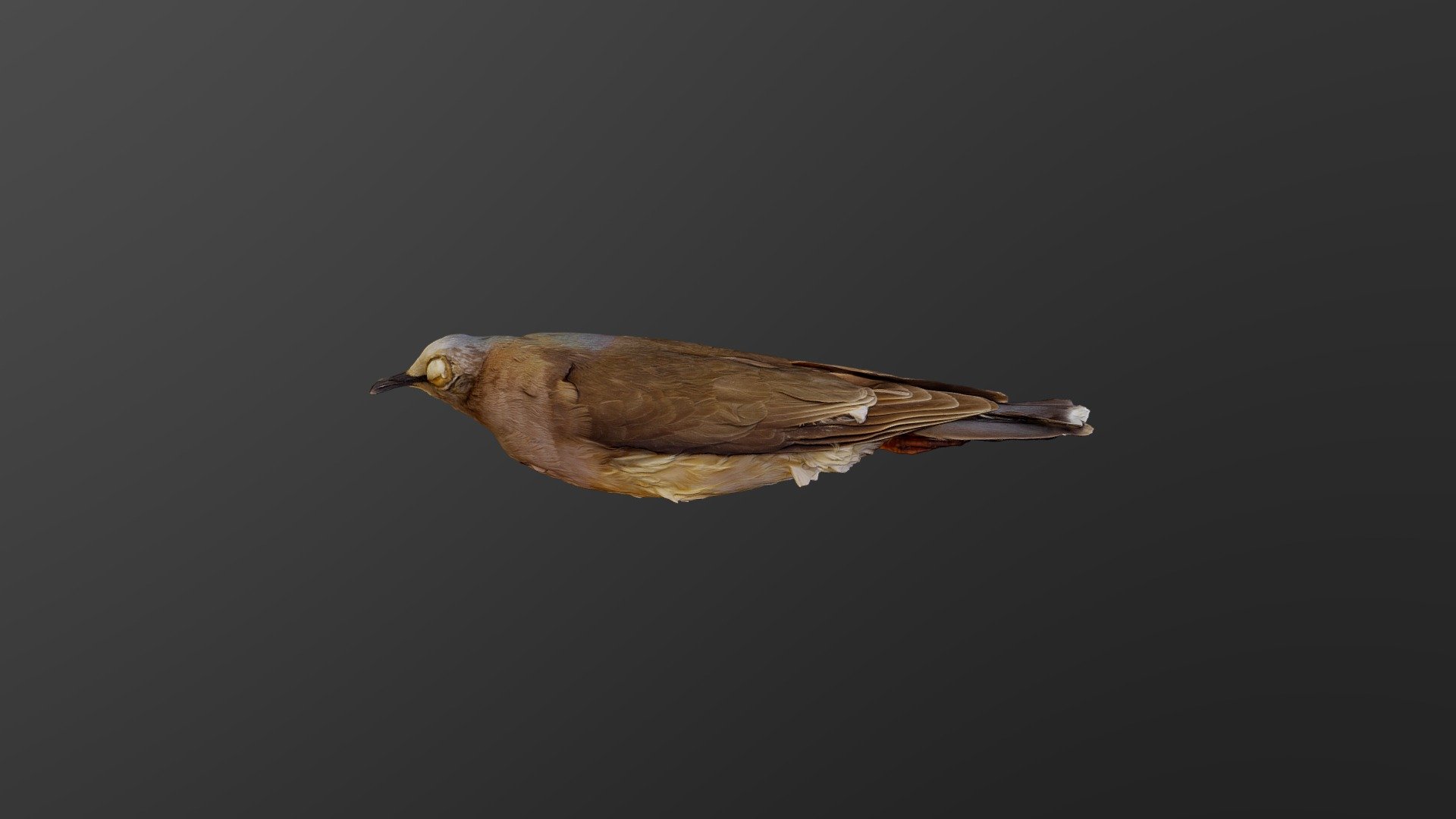 Leptotila jamaicensis Download Free 3D model by MooreLab [d24dda9
