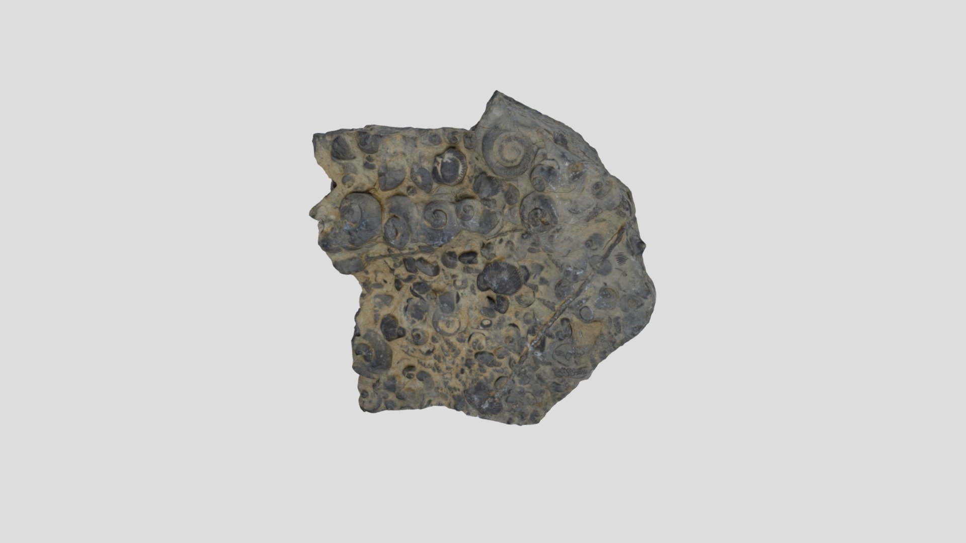 LACMIP 500000.32 Gastropoda indet.