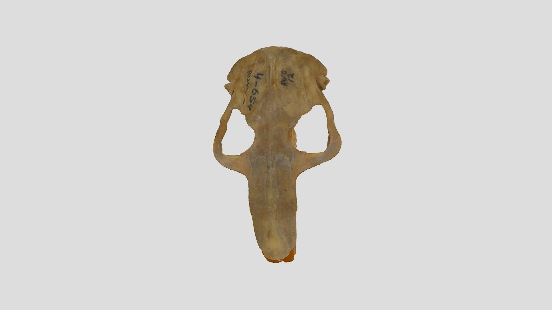 Geomys 3D model by wrhood [d2537cb] Sketchfab