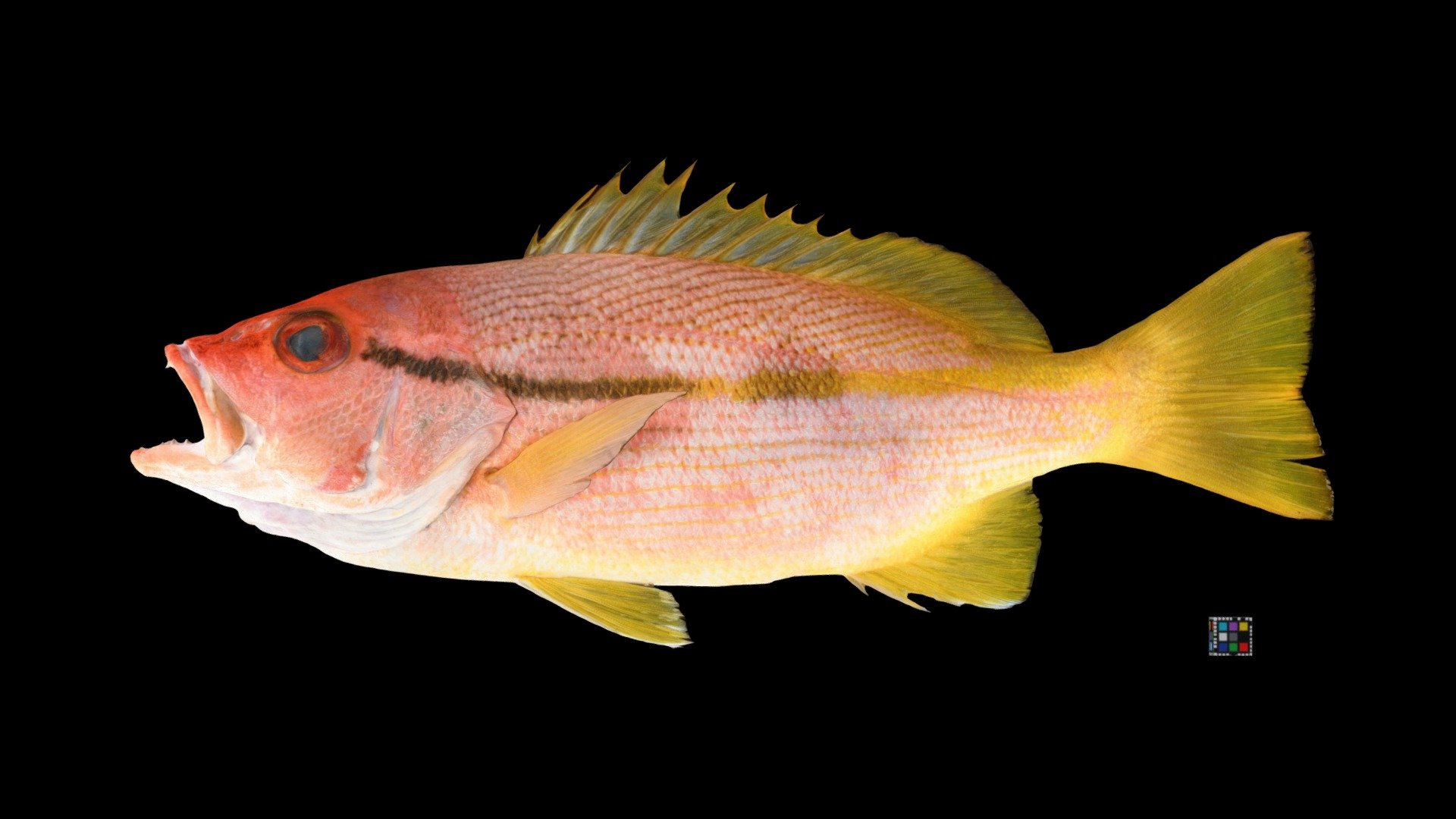 ヨコスジフエダイ Spotstripe Snapper, Lutjanus ophuyseni