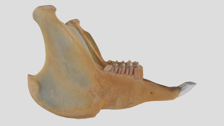UWYMV:Mamm:840, Lepus californicus, Mandible – Gratis 3D-model STL