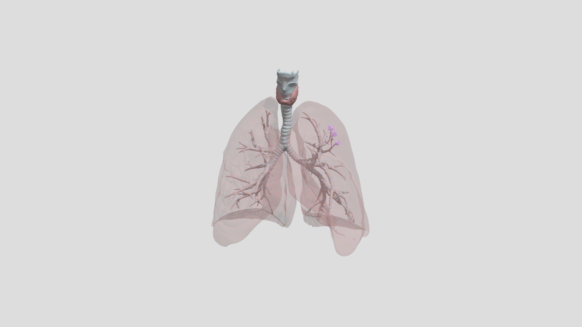 Anatomy Of The Airways - 3d Model By Riverpn [d25c132] - Sketchfab