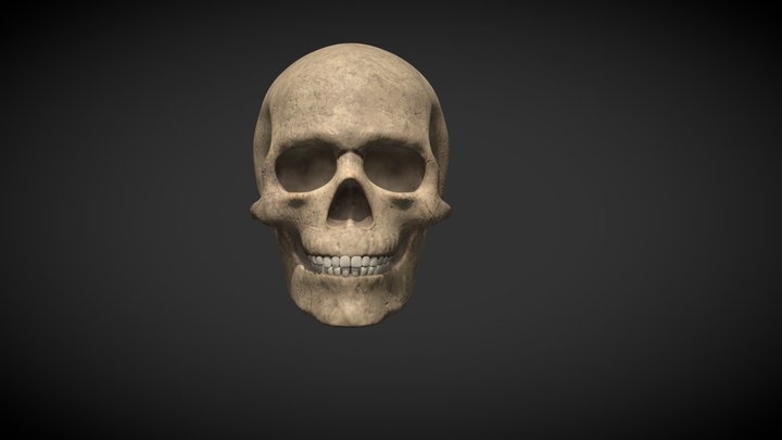 Male Skull 3D Model