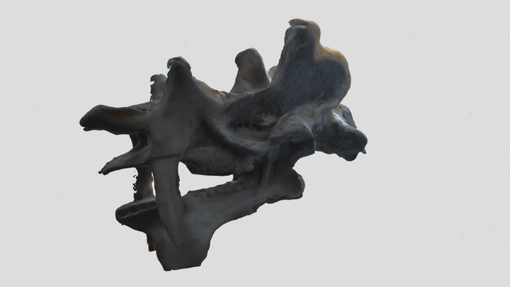 Dinocerata 3D Model