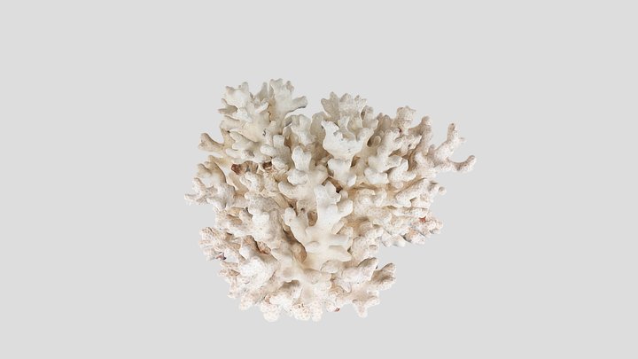 Pocillopora acuta/damicornis 3D Model