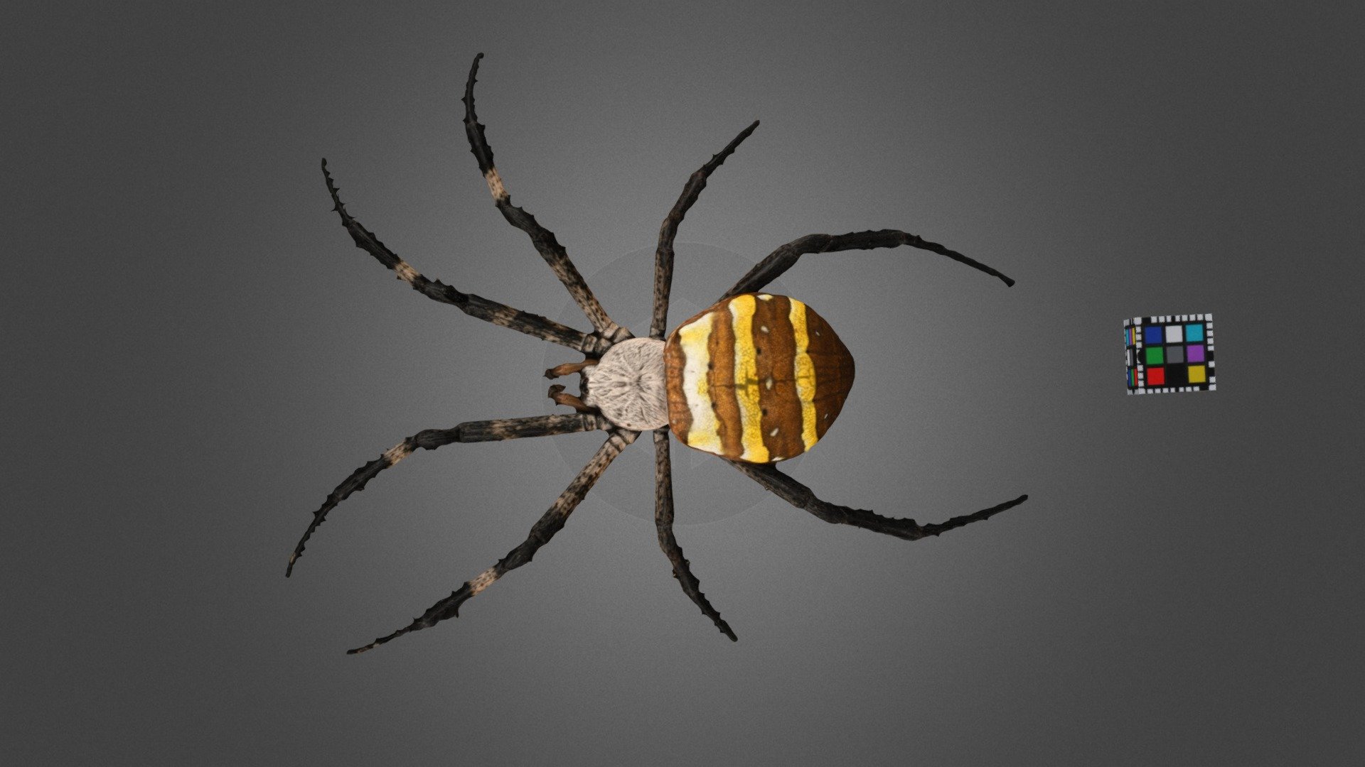 コガネグモ 🕷️ Golden Spider, Argiope amoena - Download Free 3D model by ...