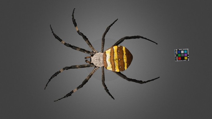 CC0 コガネグモ 🕷️ Golden Spider, Argiope amoena