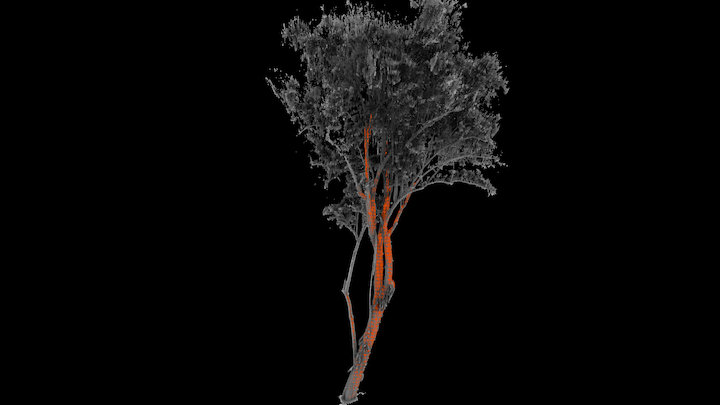 Mangrove tree 3D Model