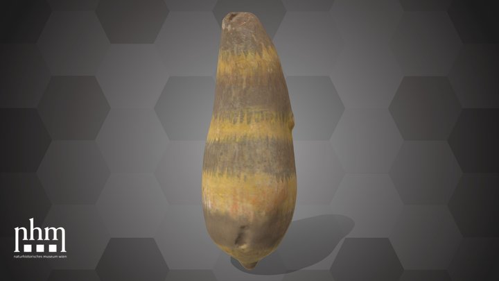 Bulb of an Araceae (NHMW-AFW-DING-0046-128) – Modèle 3D gratuit STL