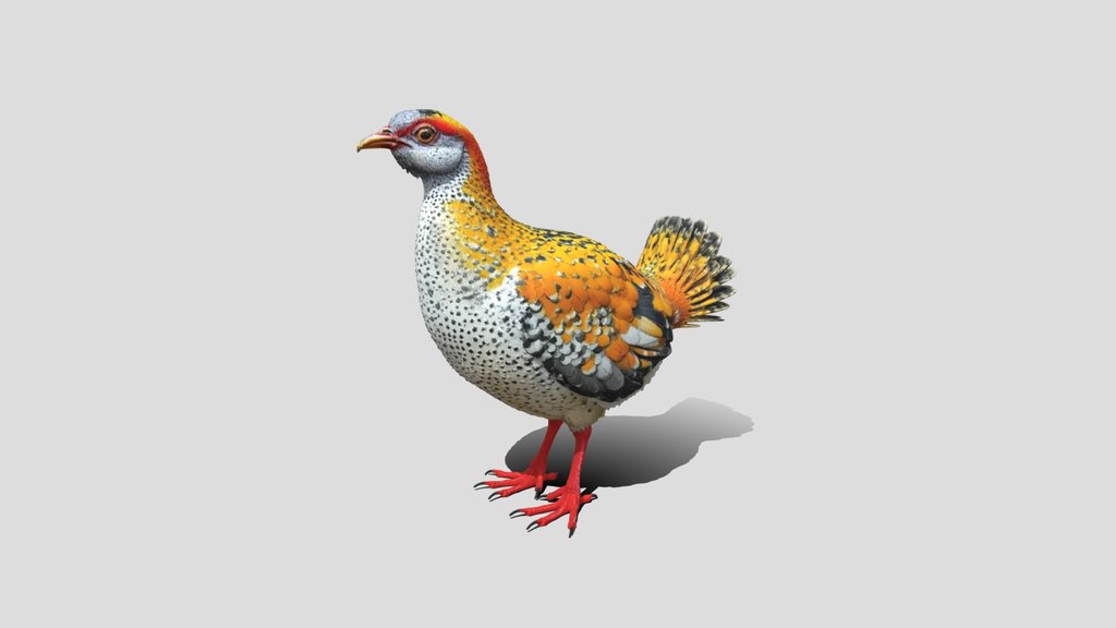 Galloperdix lunulata