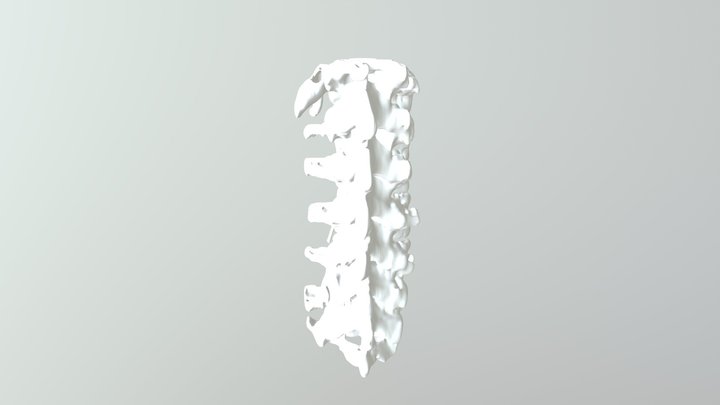 lumbar vertebrae 3D Model