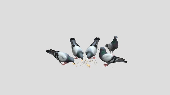 Five Pigeons Feeding On Seeds – Kostenloses 3D-Modell STL