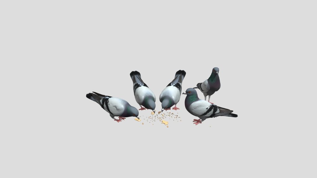 Five Pigeons Feeding On Seeds