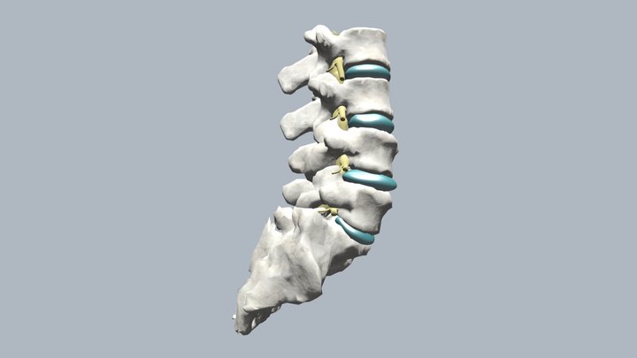 Bouncy Spine 3D Model