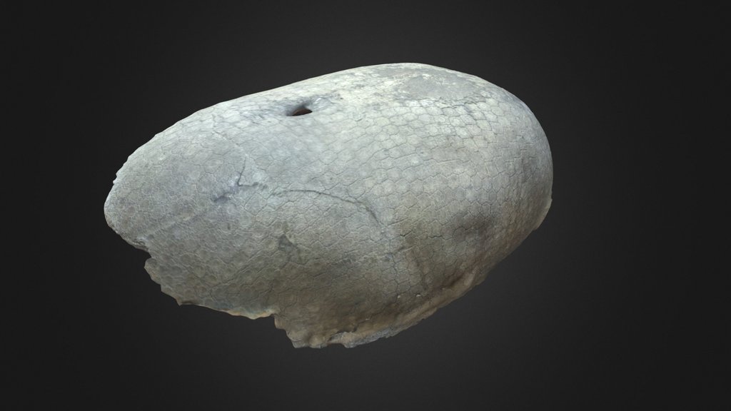 Carapace sclerocalyptus