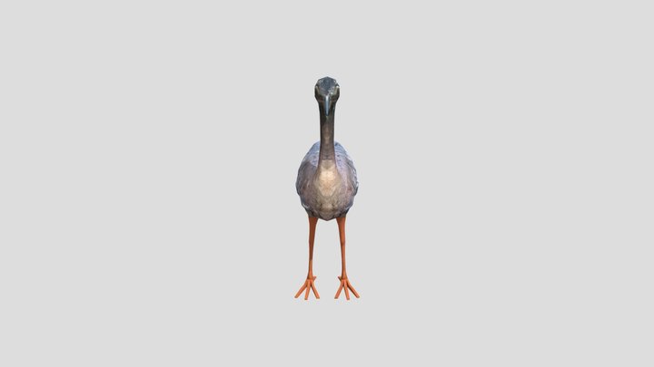 Eurypyga-helias 3D Model