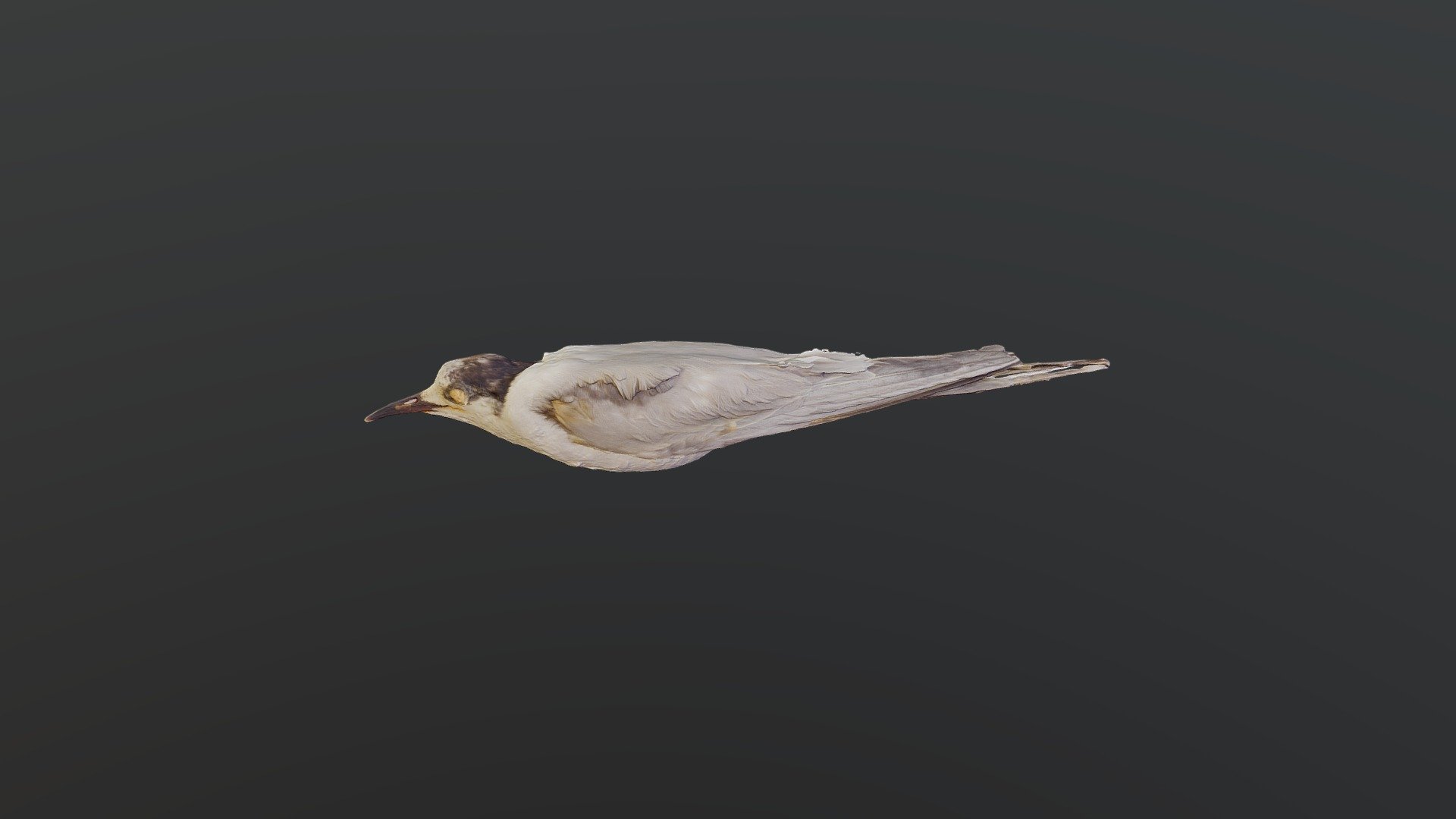 Common Tern - Sterna hirundo