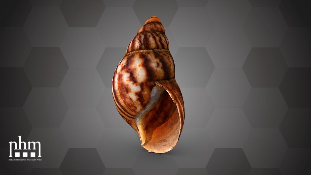 African giant snail(NHMW-ZOO-MO-0081100-ETH-135)