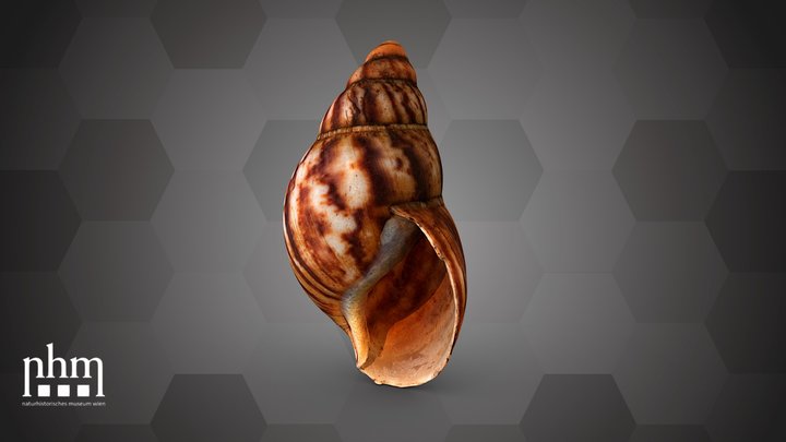 African giant snail(NHMW-ZOO-MO-0081100-ETH-135) – Modello 3D gratuito STL