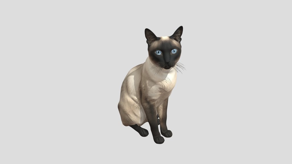 Fred - The Cat