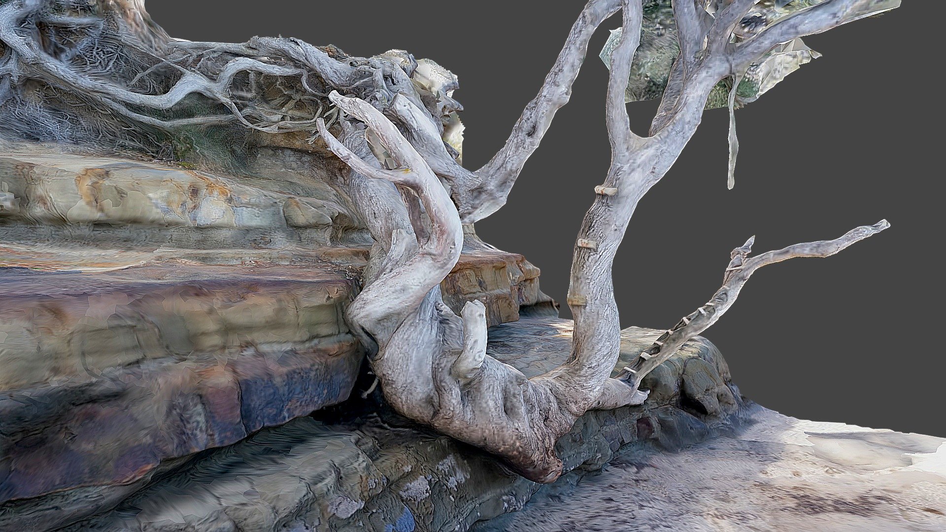 Pohutukawa tree and rocks 2