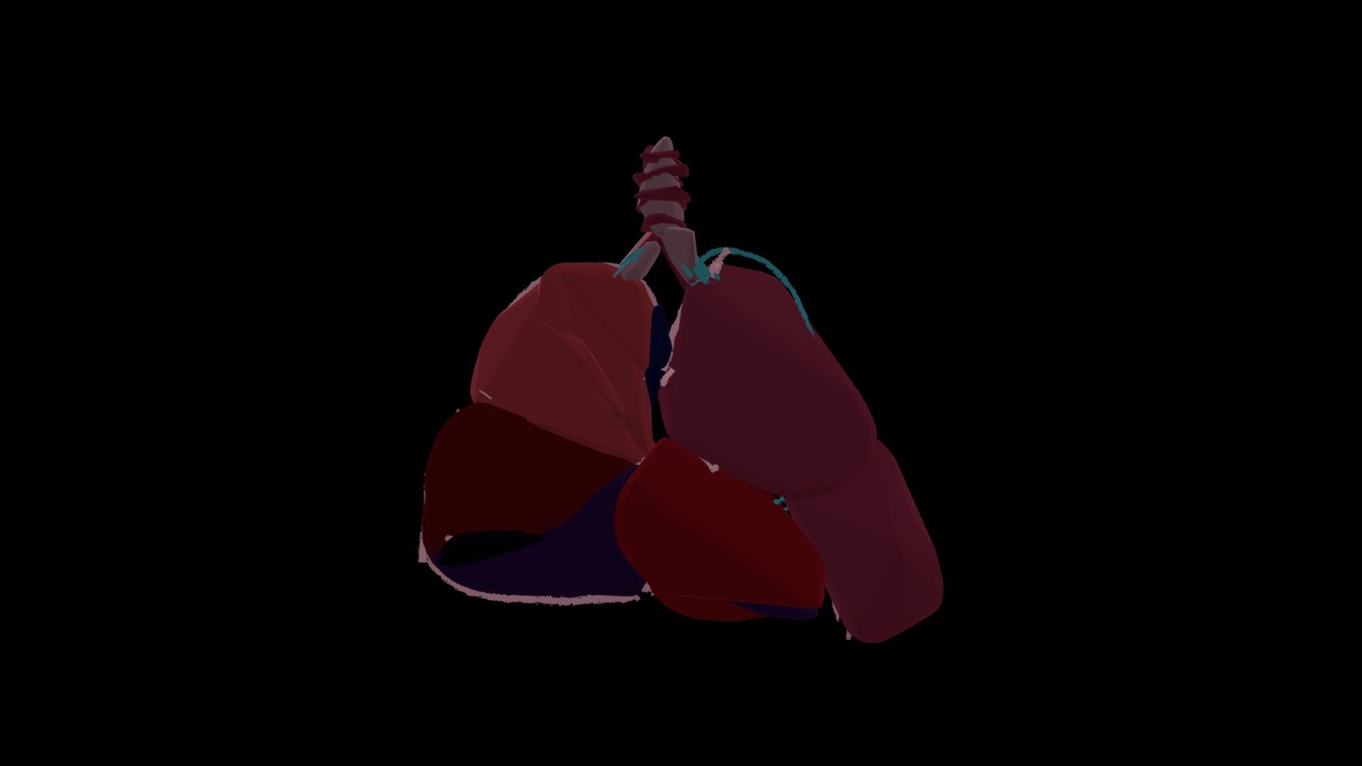 Lungs and Heart - Download Free 3D model by kata_3 [d286a77] - Sketchfab