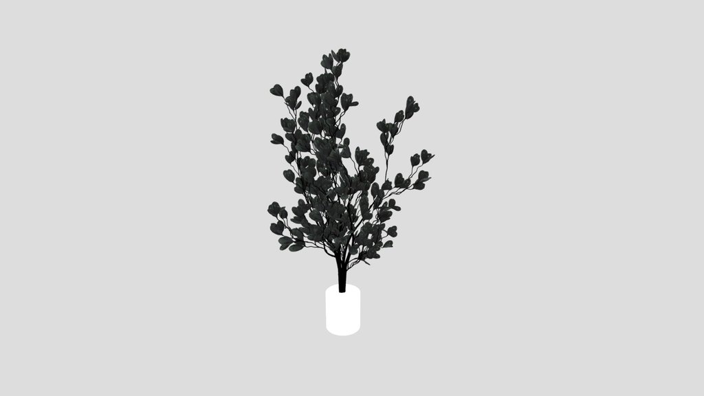Indoor Plant Variation
