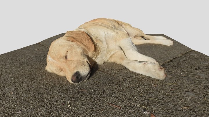Homeless Dog from Tbilisi – Modello 3D gratuito STL