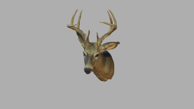 Deerhead 3D Model