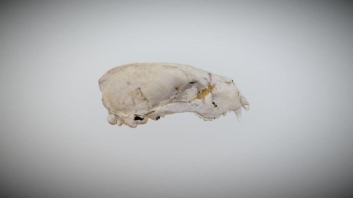 Badger Skull 3D Model