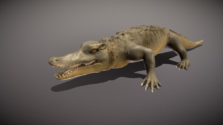 Alligator Rigged 3D Model