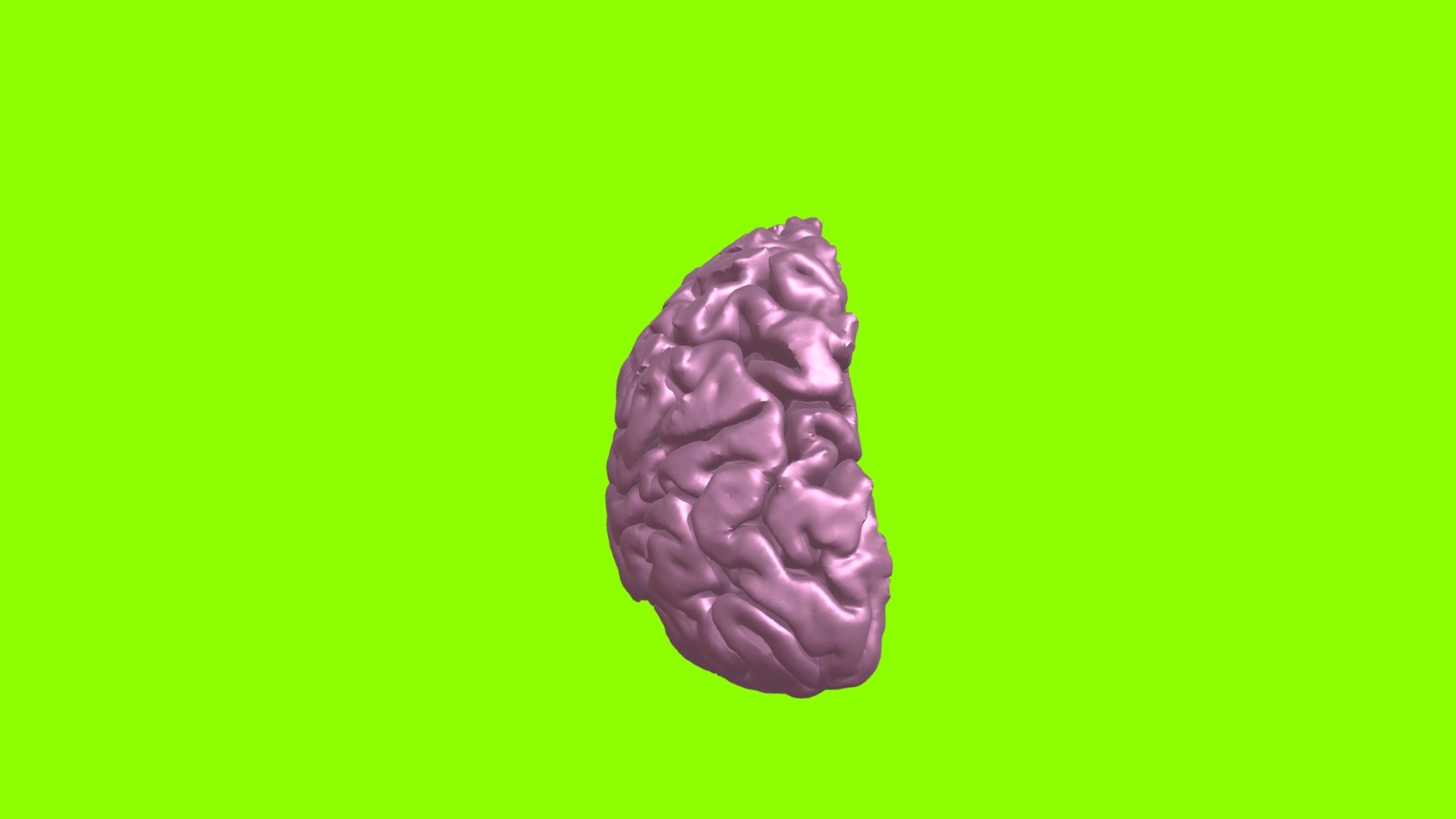 Brain Half