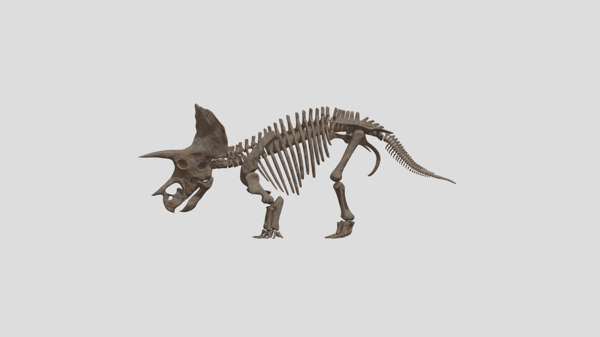 f268 トリケラトプスの骨の化石 - コレクション