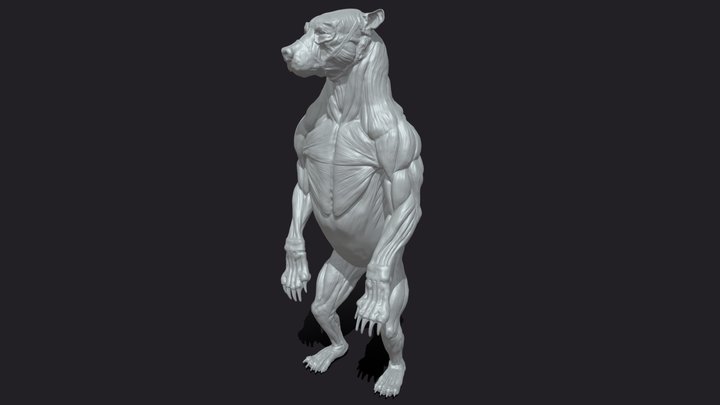 Bear Anatomy 3D Model