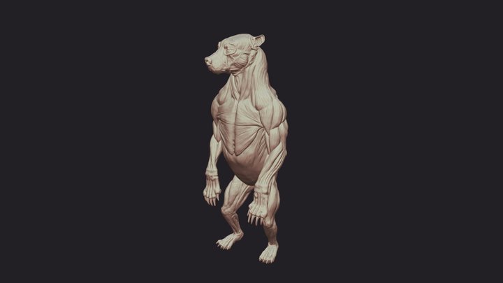 Bear Anatomy 3D Model