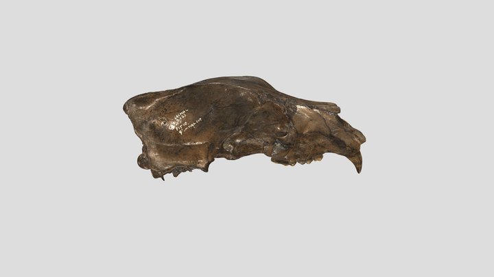 Fossil Brown bear (Ursus arctos) skull 3D Model