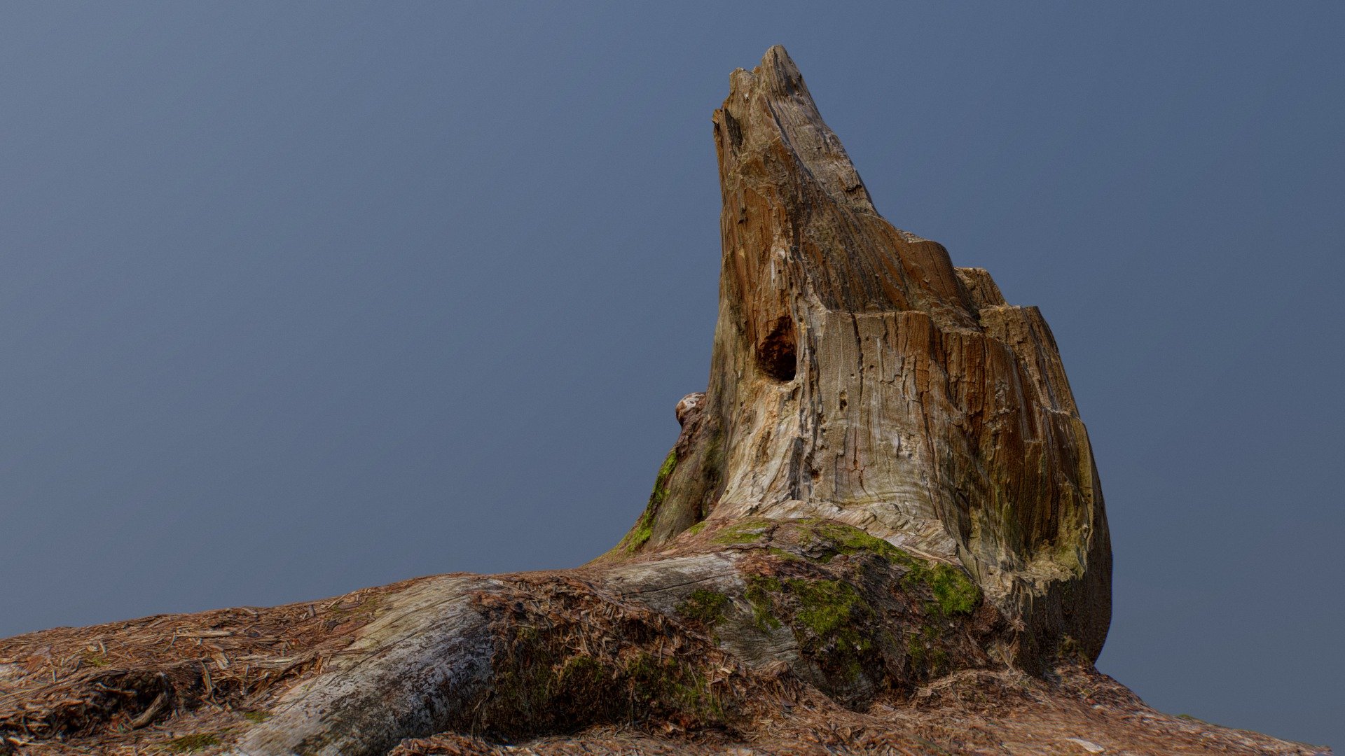 Pine Stump Lowpoly