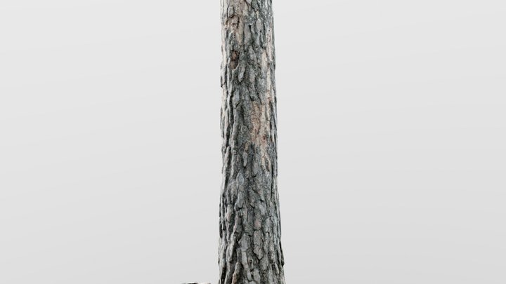 Old Pine Trunk 3D Model