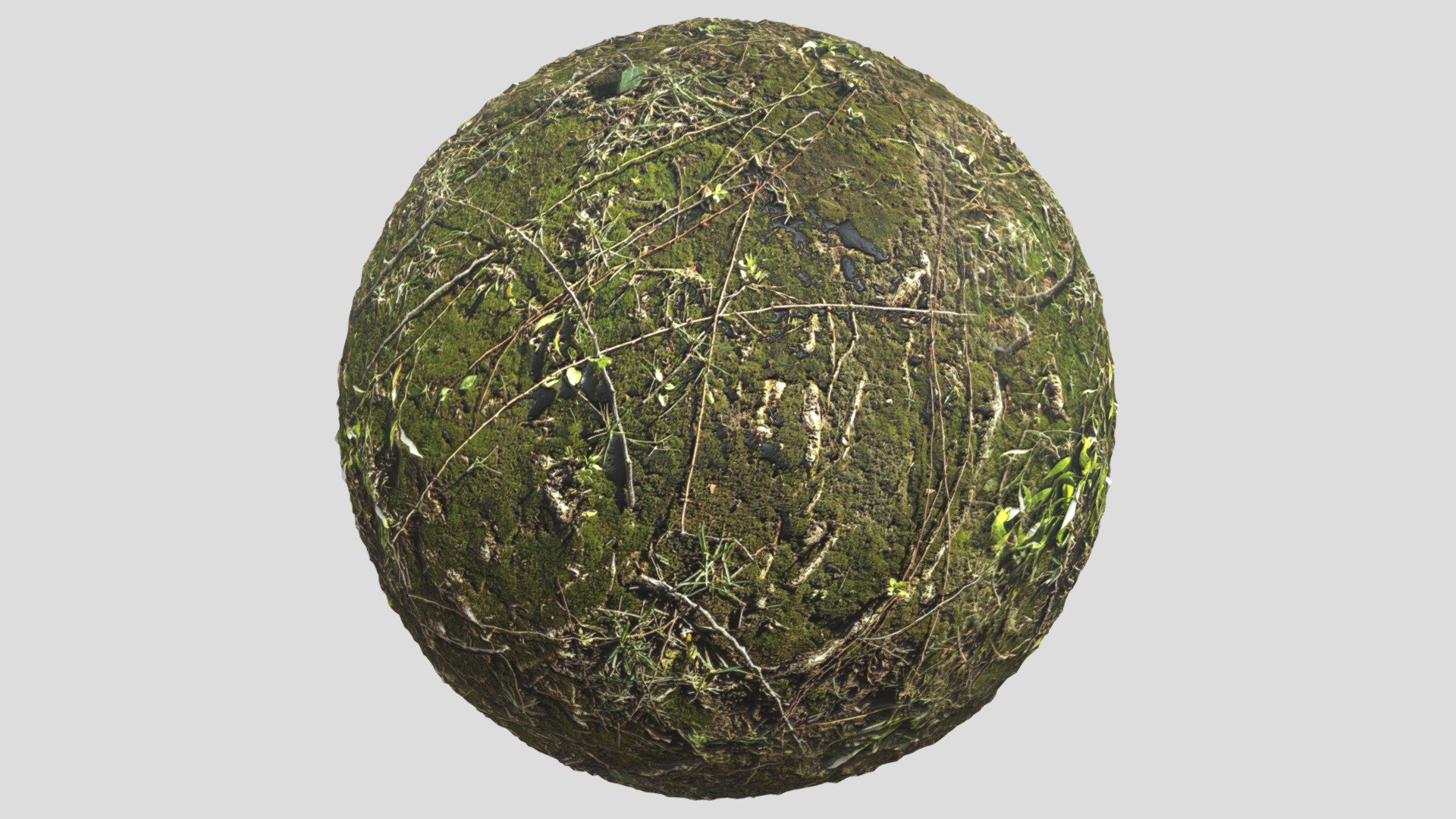 Forest Ground02
