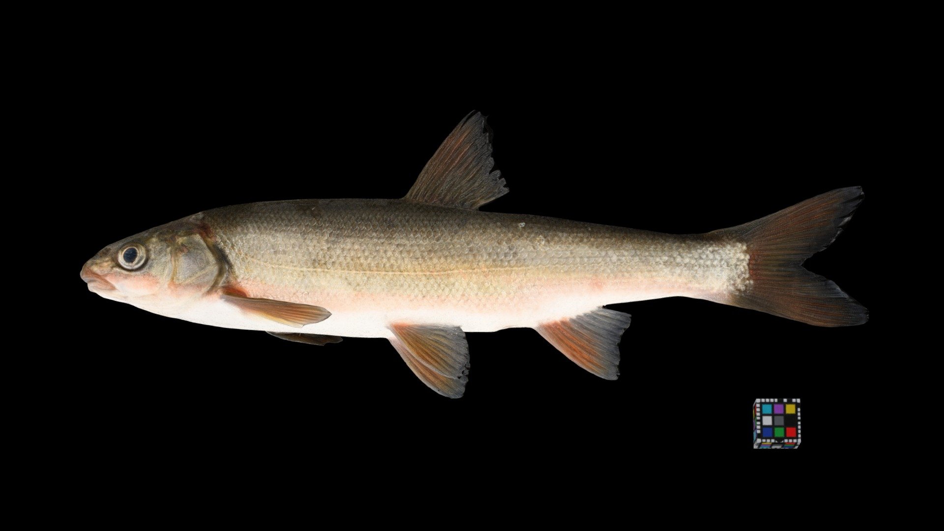 ジュウサンウグイ Redbelly Dace, Tribolodon brandtii
