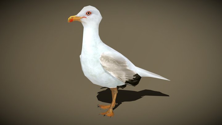 3DRT - birds and critters - seagull 3D Model