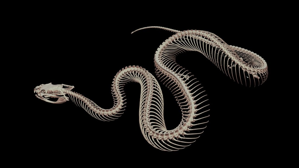 ニホンマムシ 🐍 CT scan 🦴 Japanese Pit Viper