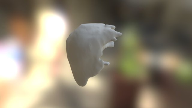 Liver 3D Model