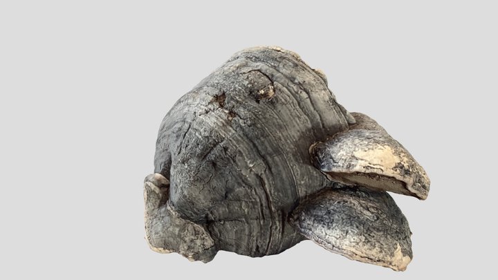 Fungi 3D Model