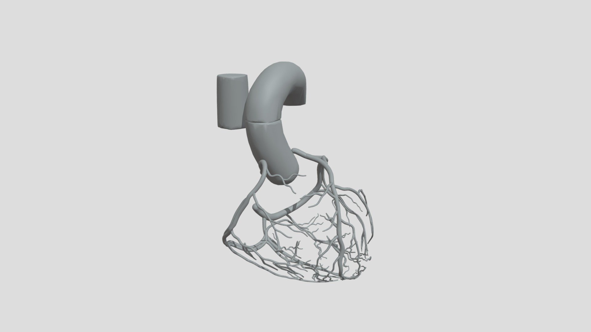 Coronary Arteries - 3D model by lkregula [d2b6f44] - Sketchfab