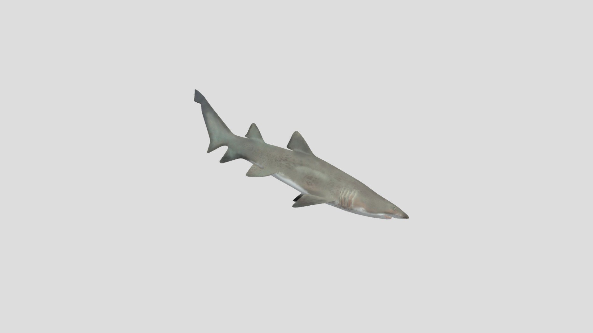 sand tiger shark - Download Free 3D model by 1231shark [d2bd700 ...