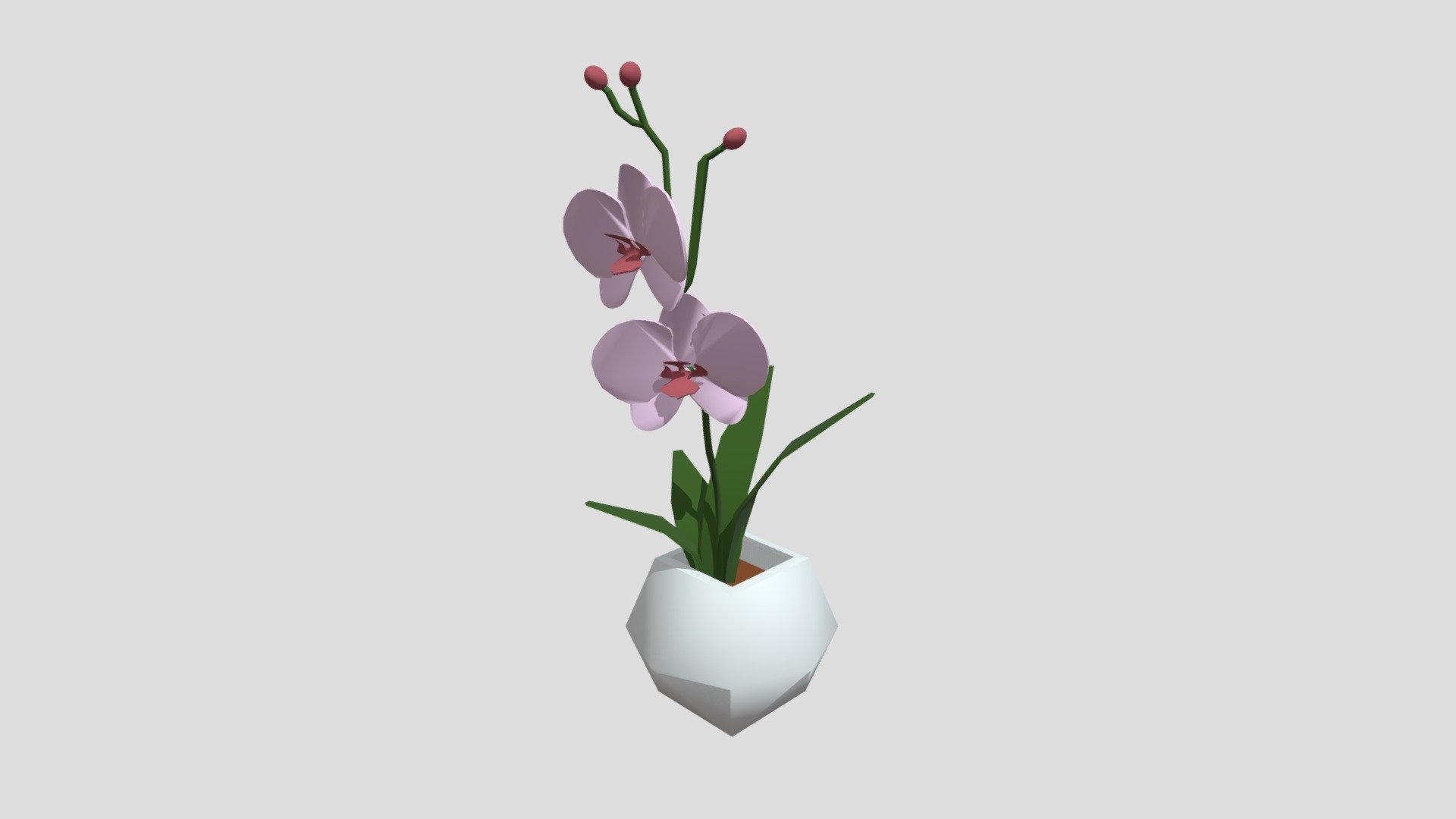Orchid from Poly by Google