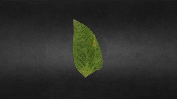 Cowpea (Leaf) 3D Model