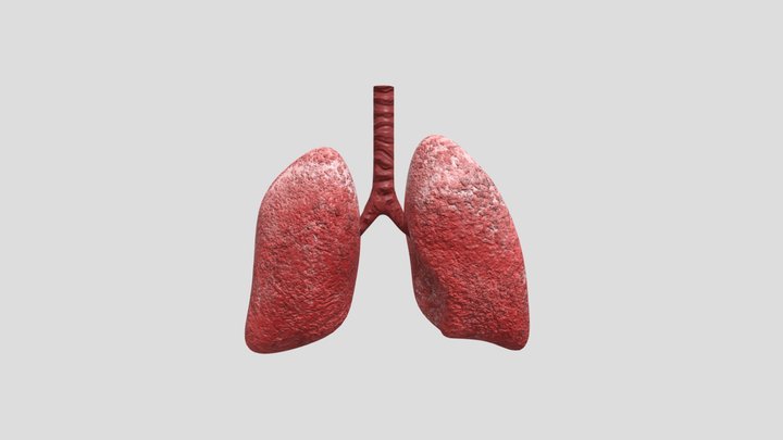 Pulmones 3D Model